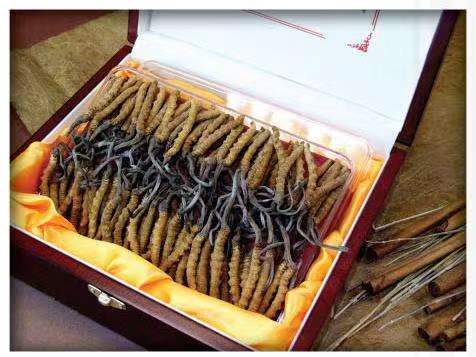 特克斯冬虫夏草回收